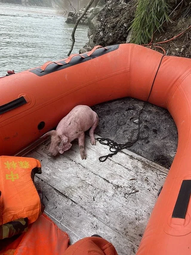 四川泸定地震中的“猪坚强”：被消防员救起来时正在游泳（组图） - 1