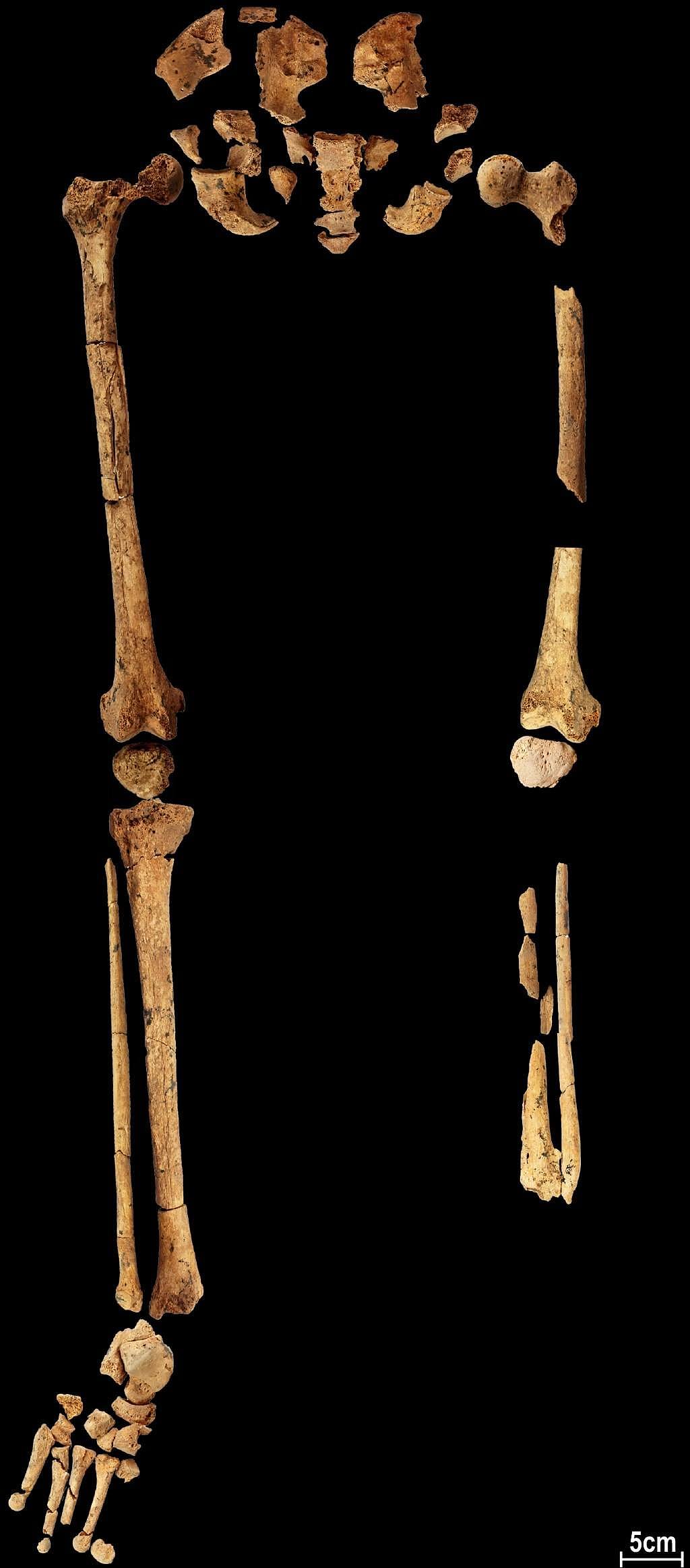 3万年前人骨神秘缺腿 研究曝惊人真相（组图） - 2
