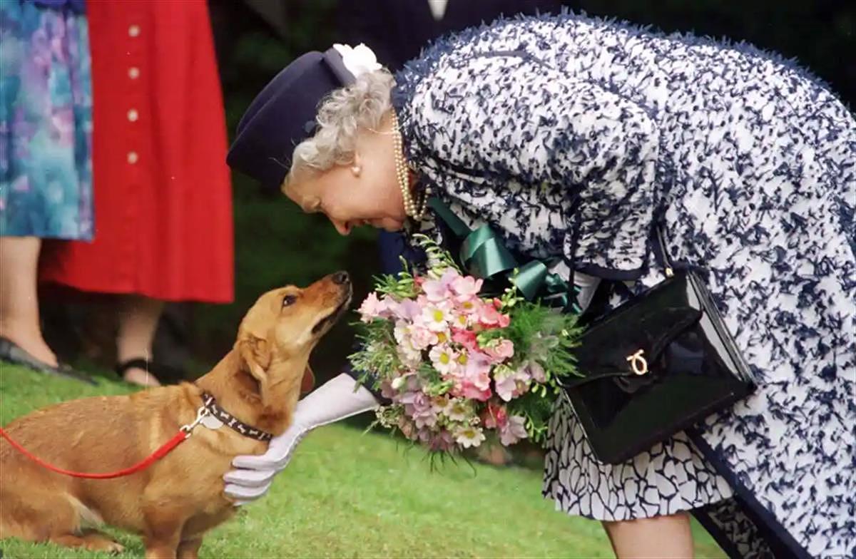 英女王逝世，她留下的一群柯基犬怎么办？（组图） - 5