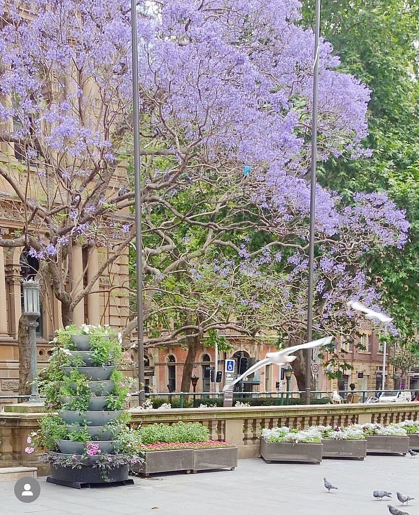 悉尼人又要被羡慕了！新州旅游局官宣4条蓝花楹赏花路线，网红小镇最新活动日程已发布（组图） - 16