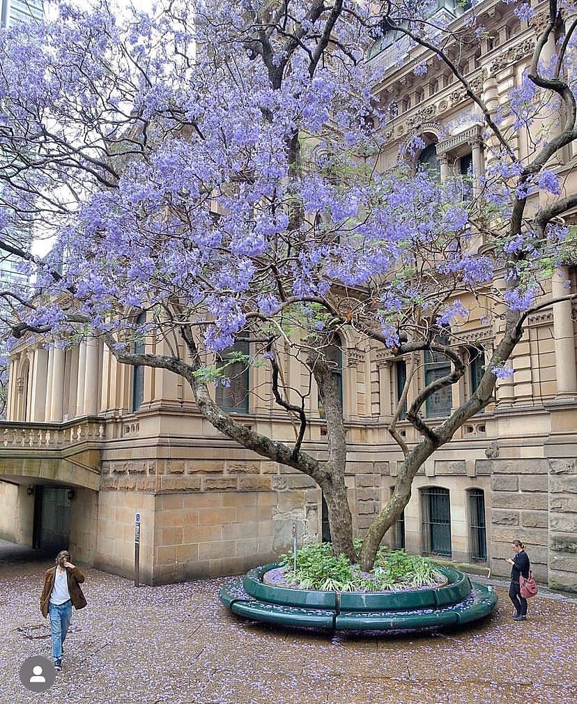 悉尼人又要被羡慕了！新州旅游局官宣4条蓝花楹赏花路线，网红小镇最新活动日程已发布（组图） - 17