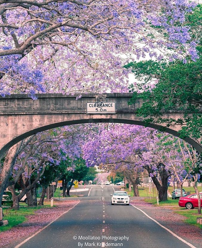 悉尼人又要被羡慕了！新州旅游局官宣4条蓝花楹赏花路线，网红小镇最新活动日程已发布（组图） - 47