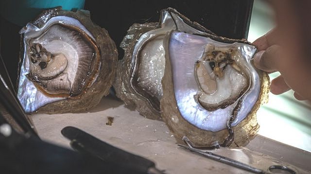 技术人员拨开产珍珠的牡蛎，印度尼西亚，2022年