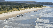 澳洲海滩变“坟场”！200头鲸鱼集体搁浅，一半恐已死亡（组图）