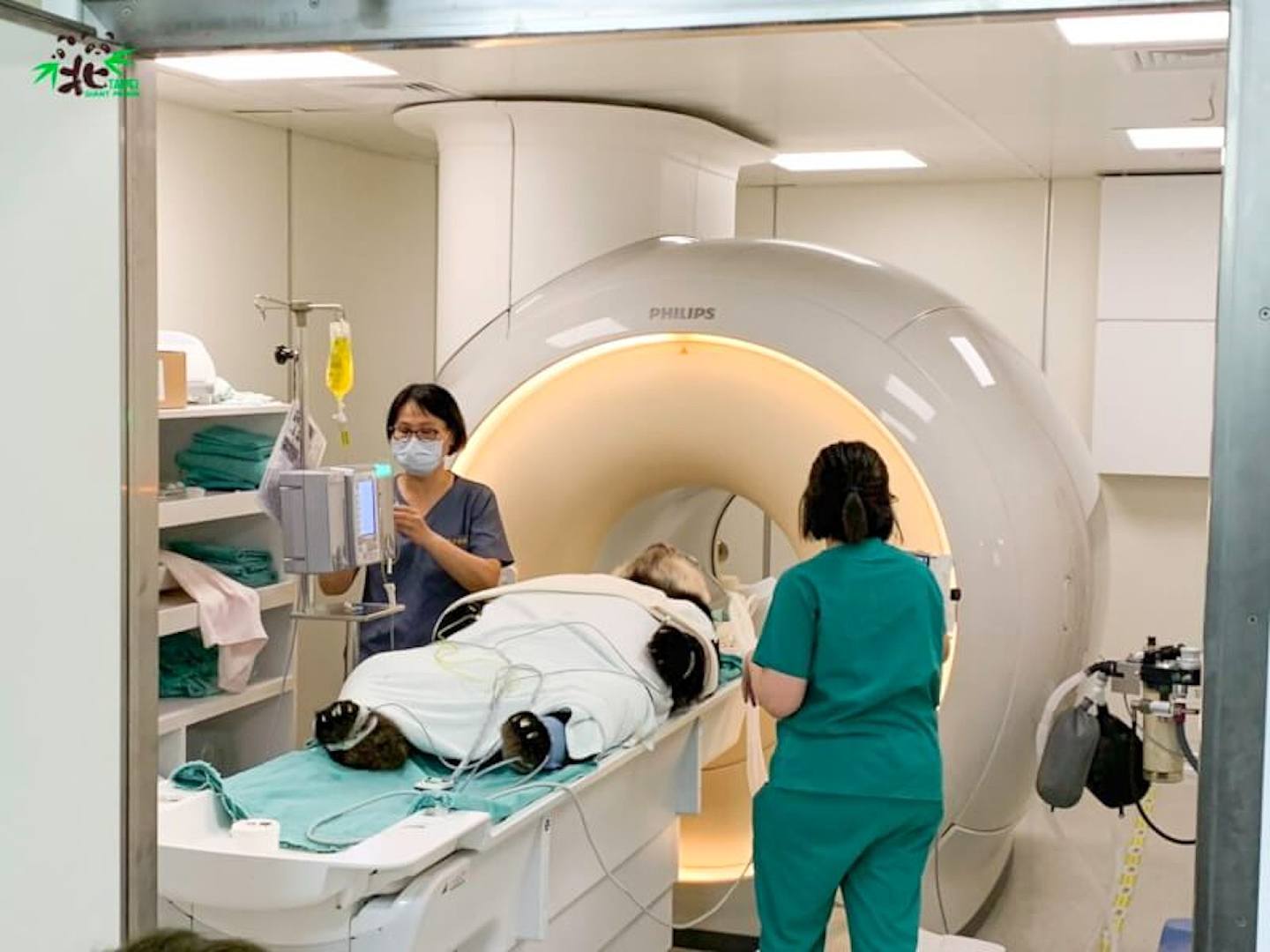 团团接受MRI检查。 （台北市立动物园）