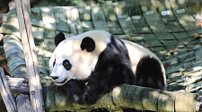 大陆赠台熊猫团团严重脑病变，卧龙基地不排除赴台了解（图）
