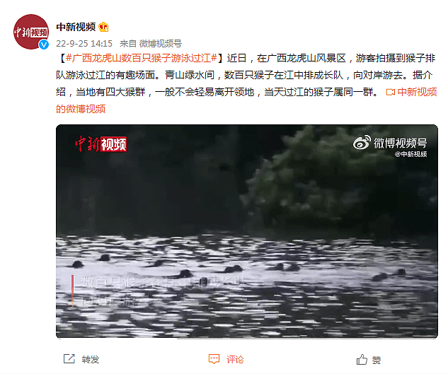 广西龙虎山数百只猴子集体游泳过江，场面震撼（视频/图） - 1