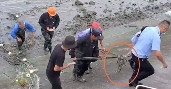 黄浦江的鳄鱼找到了！官方：事先放了诱饵，待它进食时将其控制，已交给专业人员饲养（组图） - 2