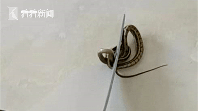 上海一小区多户居民家中发现蛇，警方打开了19岁大学生的房门（组图） - 6