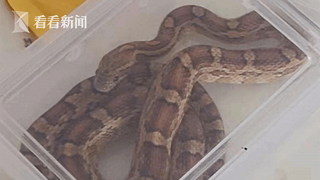 上海一小区多户居民家中发现蛇，警方打开了19岁大学生的房门（组图） - 7