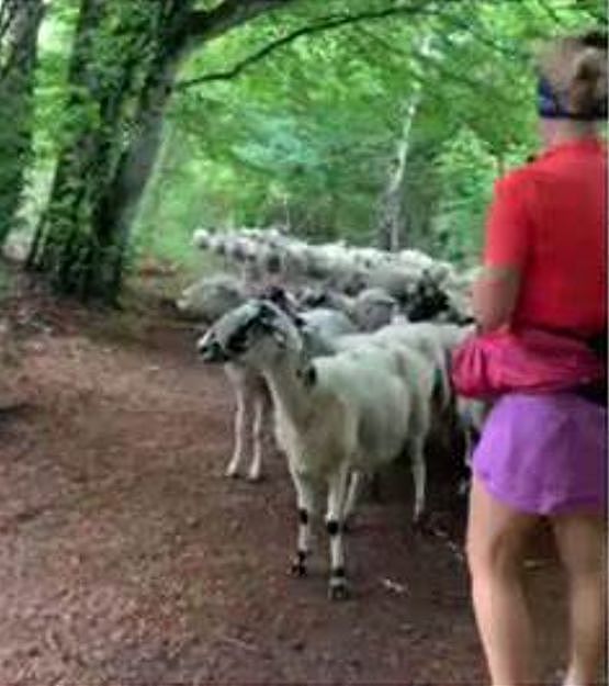 法国女子在林中慢跑，被100只羊一路紧随身后，得知真相网友笑喷（视频/组图） - 4