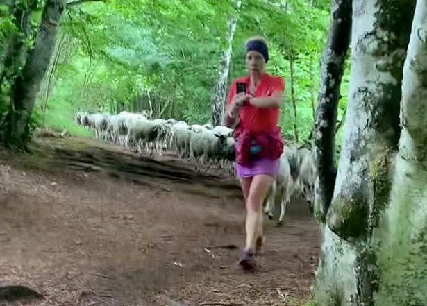 法国女子在林中慢跑，被100只羊一路紧随身后，得知真相网友笑喷（视频/组图） - 1