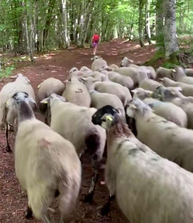 法国女子在林中慢跑，被100只羊一路紧随身后，得知真相网友笑喷（视频/组图） - 5