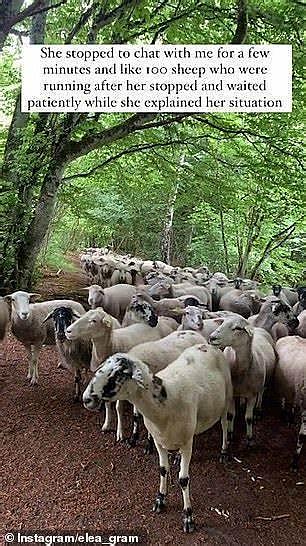 法国女子在林中慢跑，被100只羊一路紧随身后，得知真相网友笑喷（视频/组图） - 2