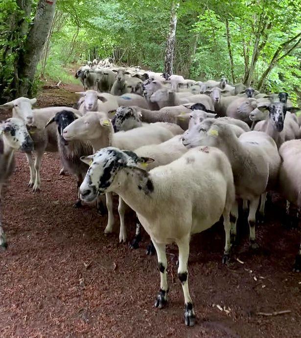 法国女子在林中慢跑，被100只羊一路紧随身后，得知真相网友笑喷（视频/组图） - 3