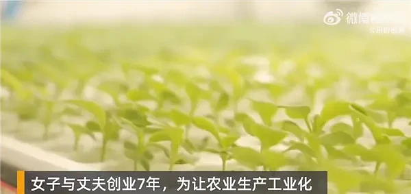 女子建植物工厂让菠菜一年长22茬引热议：网友质疑这真安全吗 专家科普