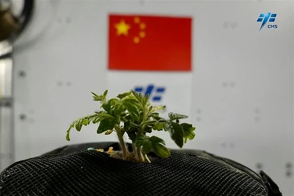 中国空间站种西红柿长出幼苗了 网友：长得最高的西红柿