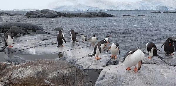 ▲▼慈善機構「英國南極遺產信託基金會」（UKAHT）發布徵人啟事，聘請4人前往南極洲洛克羅伊港（Port Lockroy）郵局，協助英國南極調查局（BAS）統計企鵝及其他野生動物數量。（圖／翻攝推特@AntarcticHT）