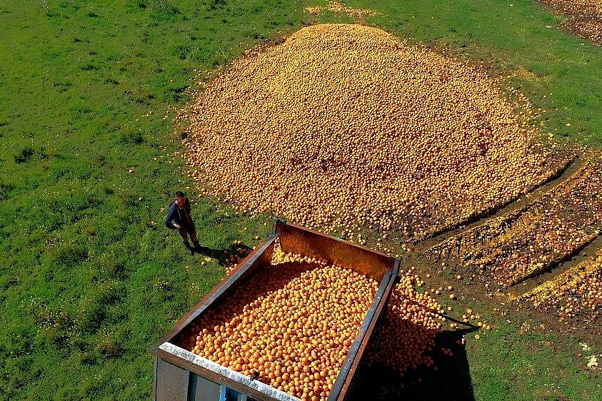 An aerial shot of a giant pile of oranges on the ground.