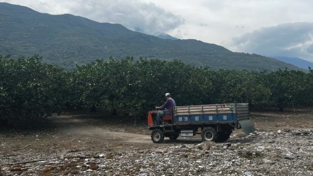 Farmer Wu Cheng-wan driving to collect harvested pomelos