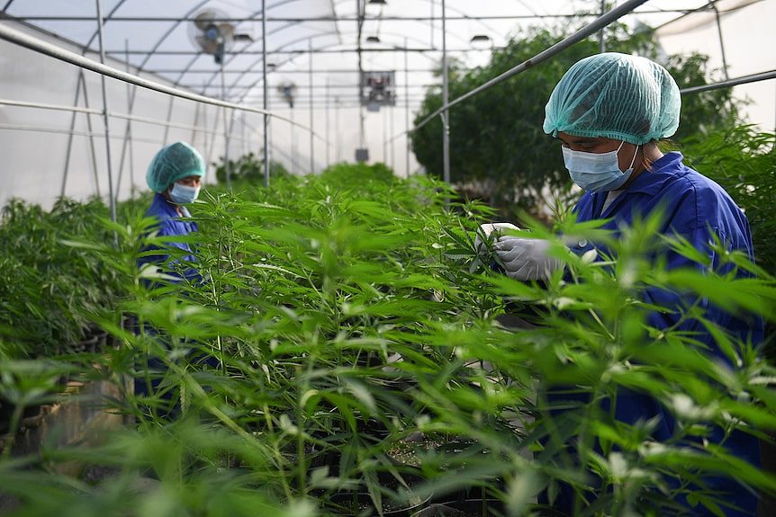 Workers in a cannabis farm.