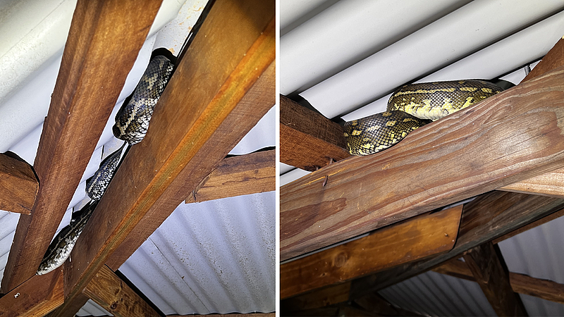 澳民宅天花板上潜伏十条蛇，种类不一！屋顶满是蛇皮蛇粪（组图） - 2