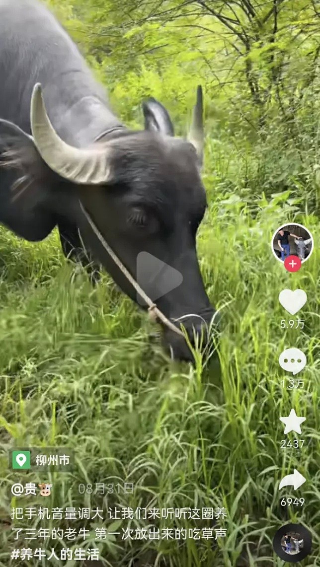 吃草不正经，柳州市的牛被网暴：网友教牛吃草（组图） - 1