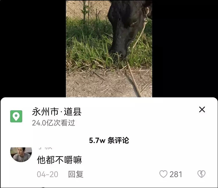 吃草不正经，柳州市的牛被网暴：网友教牛吃草（组图） - 9