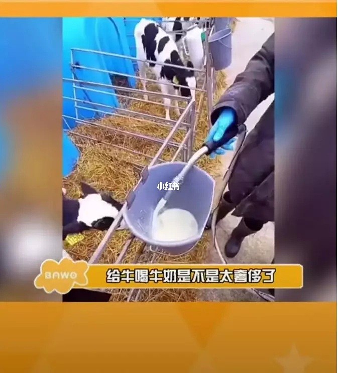 吃草不正经，柳州市的牛被网暴：网友教牛吃草（组图） - 10