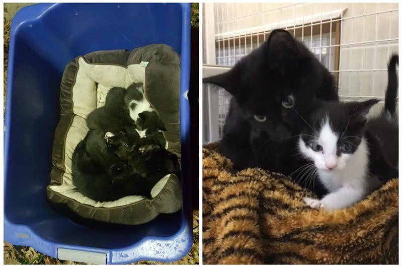 动保组织在路边救援了一窝被弃养的猫母子，带回检查后发现窝里陪伴照顾的黑猫并不是这群幼猫的「妈妈」。 图取自脸书