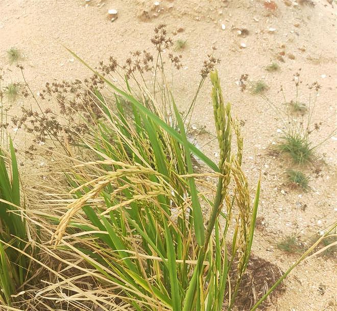 官方回应“男子海边发现成熟稻谷”：初步判断是普通水稻（视频/组图） - 2