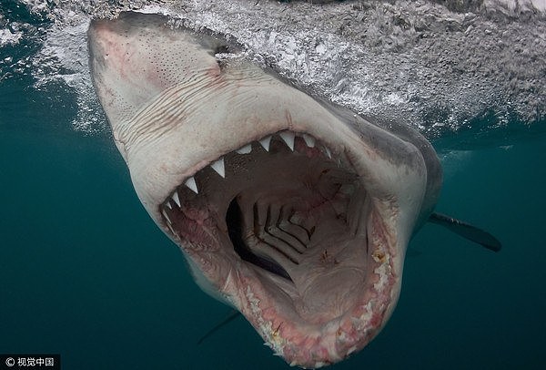 大白鲨,鲨鱼（图／视觉中国）
