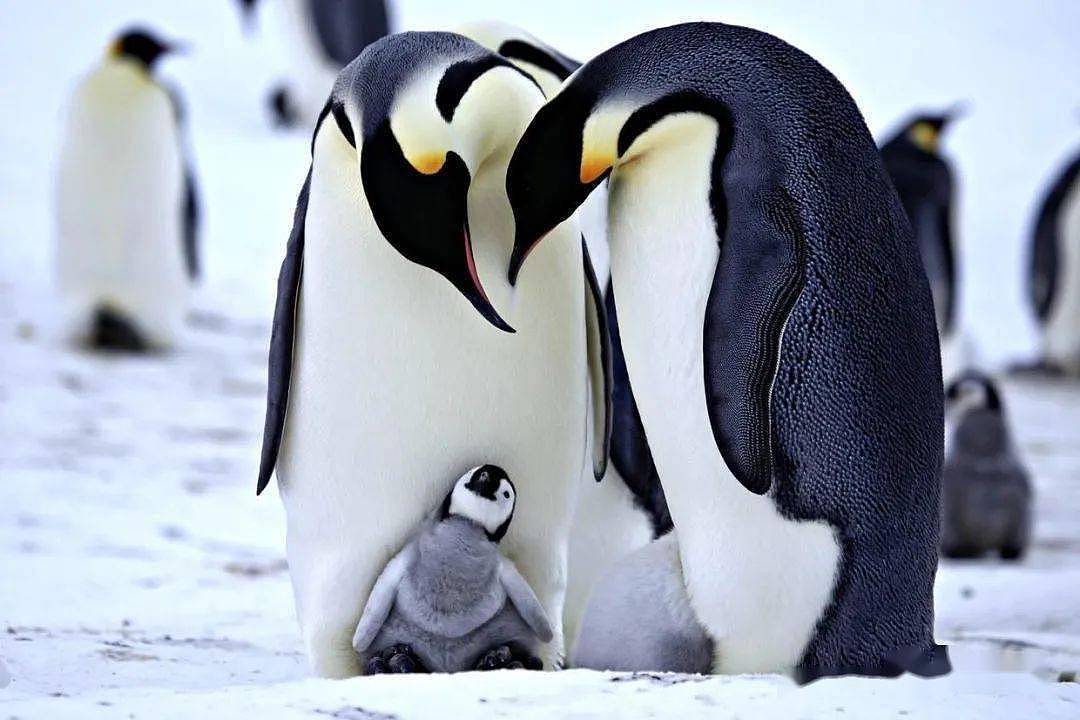 世界上最酷的工作！南极洲招人“数企鹅”，没wifi还得给企鹅铲屎，却有6000人抢着去（组图） - 5