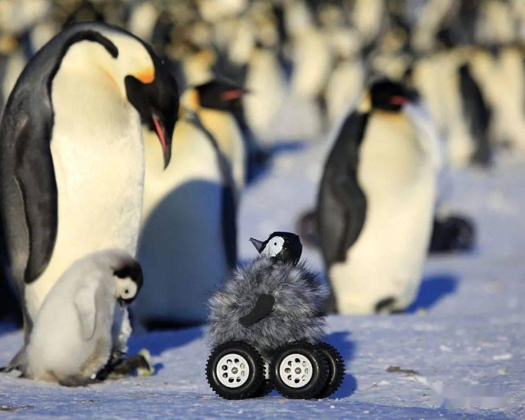 世界上最酷的工作！南极洲招人“数企鹅”，没wifi还得给企鹅铲屎，却有6000人抢着去（组图） - 6