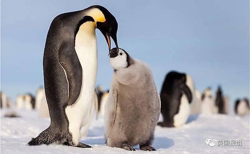 世界上最酷的工作！南极洲招人“数企鹅”，没wifi还得给企鹅铲屎，却有6000人抢着去（组图） - 4