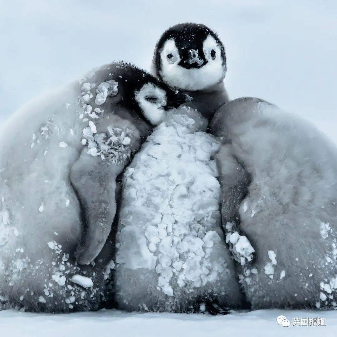 世界上最酷的工作！南极洲招人“数企鹅”，没wifi还得给企鹅铲屎，却有6000人抢着去（组图） - 1