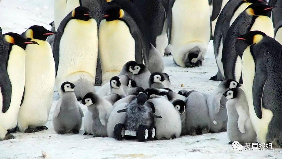 世界上最酷的工作！南极洲招人“数企鹅”，没wifi还得给企鹅铲屎，却有6000人抢着去（组图） - 7