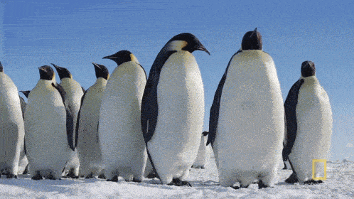 世界上最酷的工作！南极洲招人“数企鹅”，没wifi还得给企鹅铲屎，却有6000人抢着去（组图） - 8
