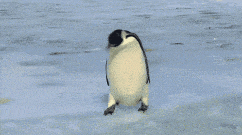 世界上最酷的工作！南极洲招人“数企鹅”，没wifi还得给企鹅铲屎，却有6000人抢着去（组图） - 9