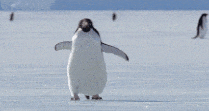 世界上最酷的工作！南极洲招人“数企鹅”，没wifi还得给企鹅铲屎，却有6000人抢着去（组图） - 10