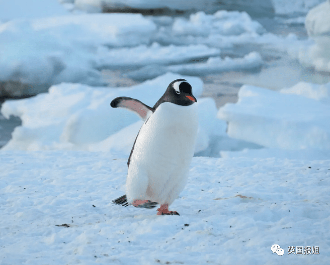 世界上最酷的工作！南极洲招人“数企鹅”，没wifi还得给企鹅铲屎，却有6000人抢着去（组图） - 11