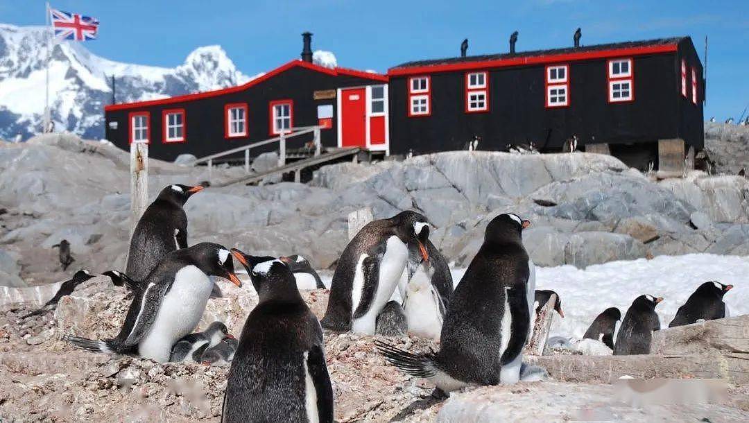世界上最酷的工作！南极洲招人“数企鹅”，没wifi还得给企鹅铲屎，却有6000人抢着去（组图） - 13