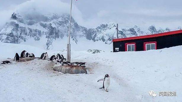 世界上最酷的工作！南极洲招人“数企鹅”，没wifi还得给企鹅铲屎，却有6000人抢着去（组图） - 14
