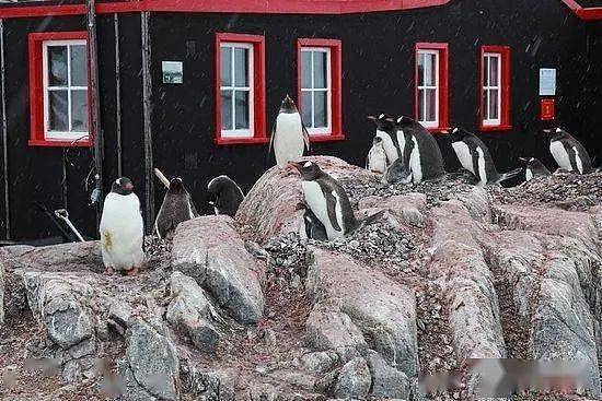 世界上最酷的工作！南极洲招人“数企鹅”，没wifi还得给企鹅铲屎，却有6000人抢着去（组图） - 15