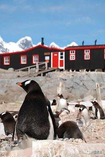 世界上最酷的工作！南极洲招人“数企鹅”，没wifi还得给企鹅铲屎，却有6000人抢着去（组图） - 31