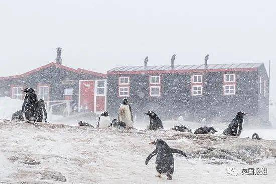 世界上最酷的工作！南极洲招人“数企鹅”，没wifi还得给企鹅铲屎，却有6000人抢着去（组图） - 34