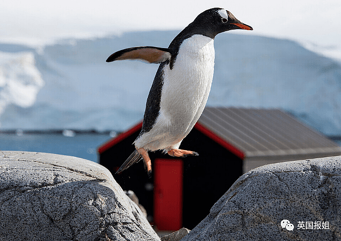 世界上最酷的工作！南极洲招人“数企鹅”，没wifi还得给企鹅铲屎，却有6000人抢着去（组图） - 38