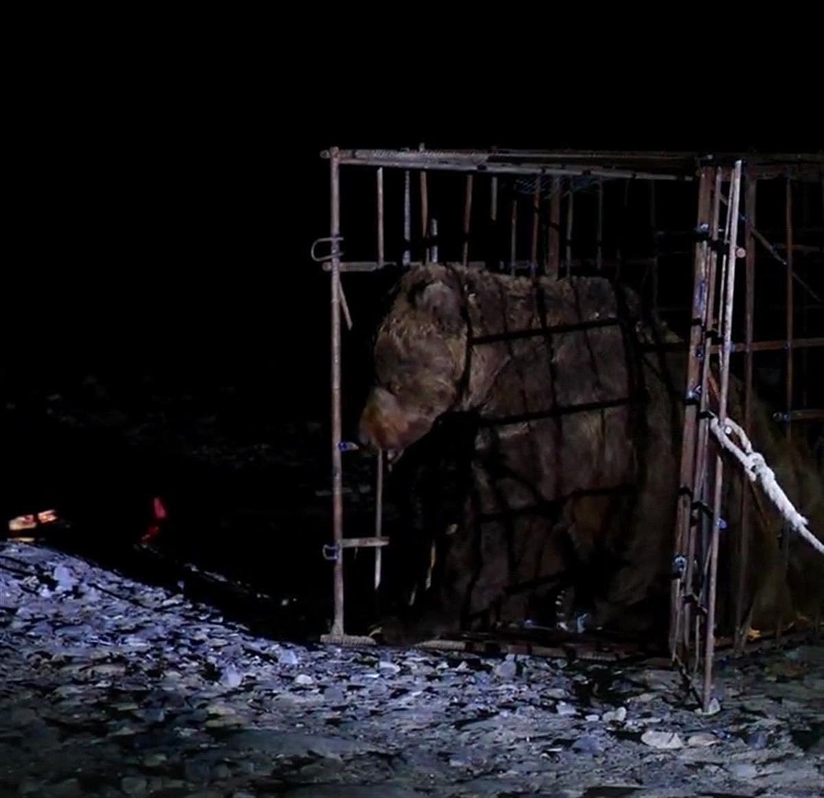 一只受伤棕熊到卫生院求医 卫生院：已救治放生（组图） - 3