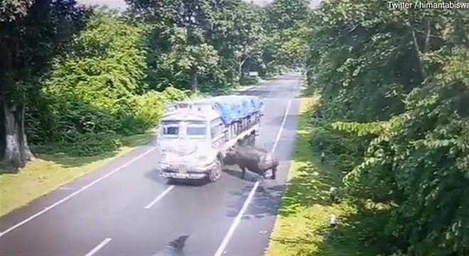 印度犀牛横穿马路撞上卡车，司机被罚款引争议（组图） - 1