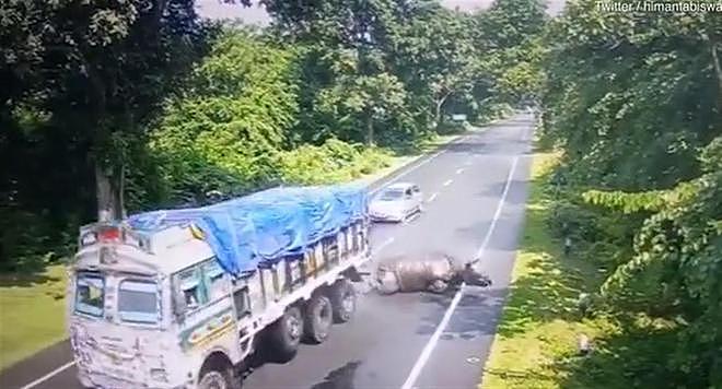 印度犀牛横穿马路撞上卡车，司机被罚款引争议（组图） - 2